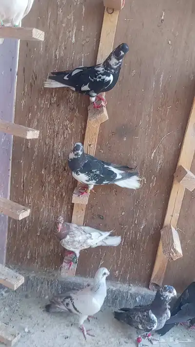حمام شامي كش 2