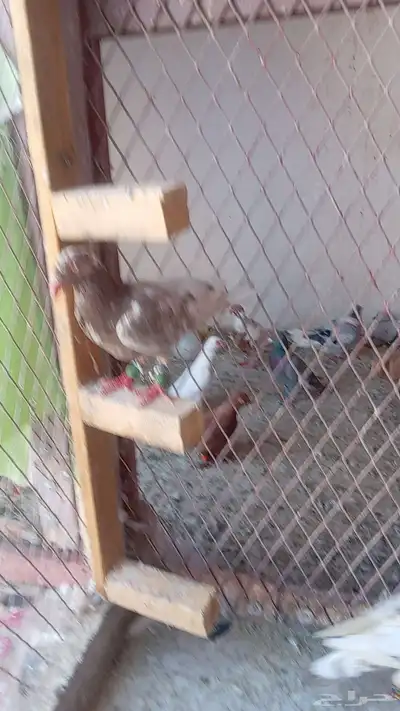 حمام شامي كش 7