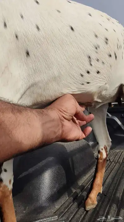 جفرة بيشية فاخرة 6