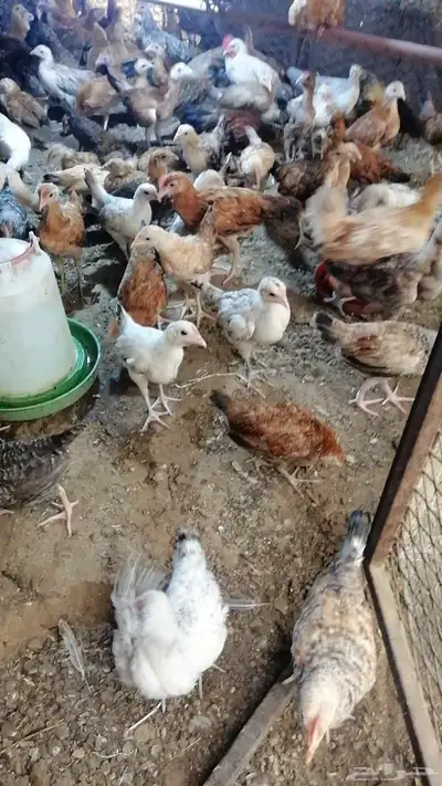 صوص130بلدي وفيومي للبيع 1