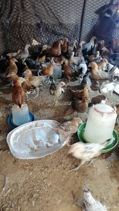 صوص130بلدي وفيومي للبيع 0