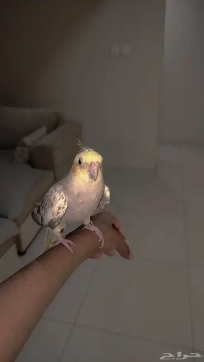 كروان انثى فراشه 1
