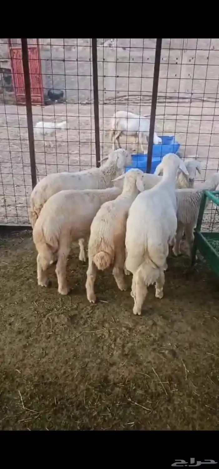بهم 0