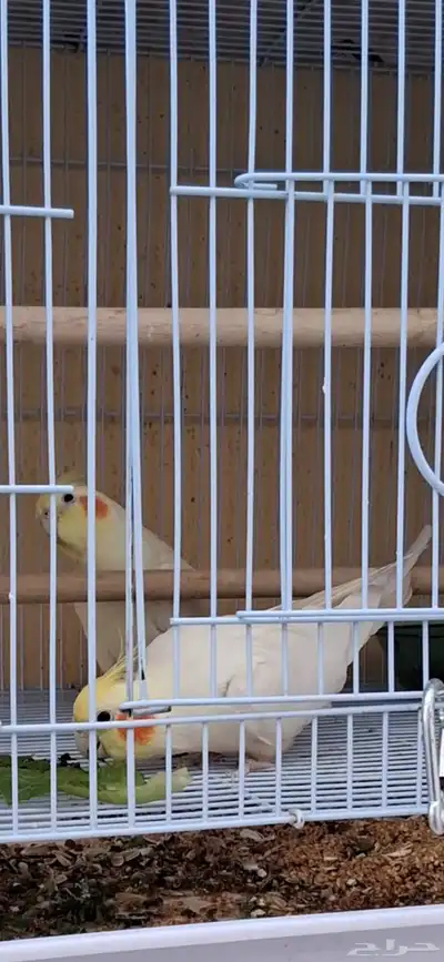 جوز كروان منتج واحتمال يبيض 3
