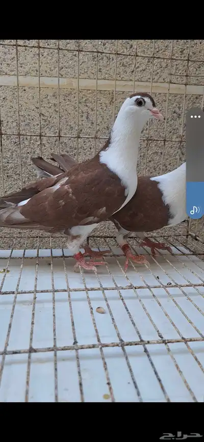 حمام لاهور ايراني 2