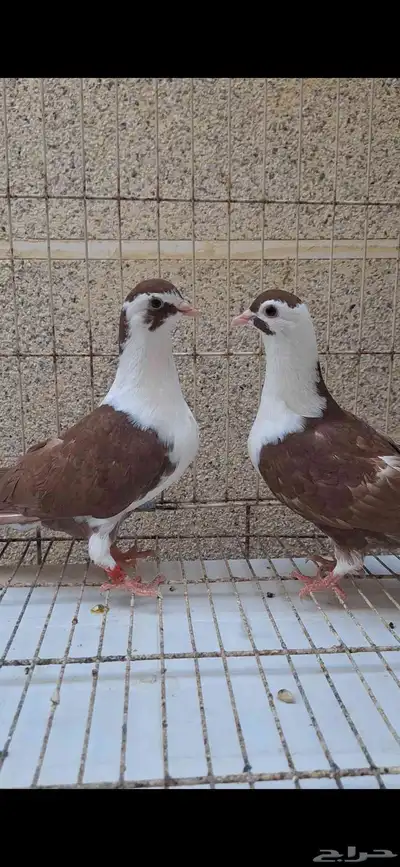 حمام لاهور ايراني 1
