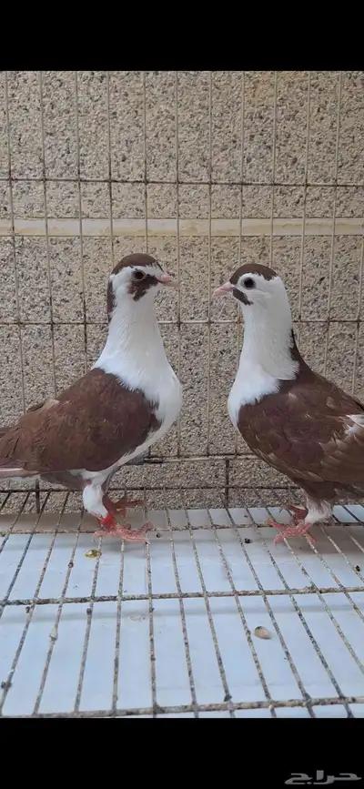 حمام لاهور ايراني 0