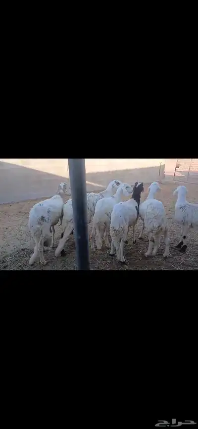 السلام عليكم للبيع سواكن 0