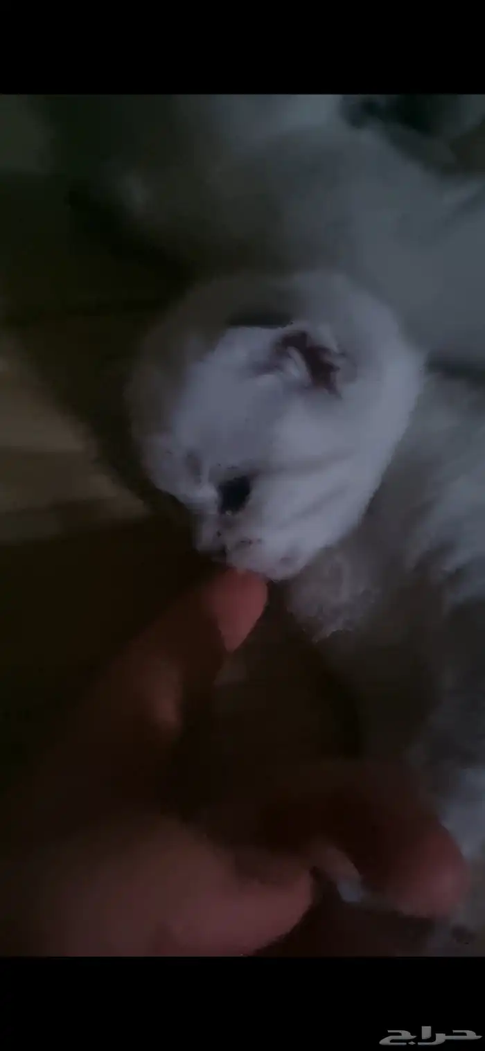 قطط صغيره للبيع 2