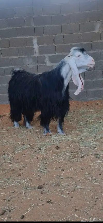 تيس عارضي 0