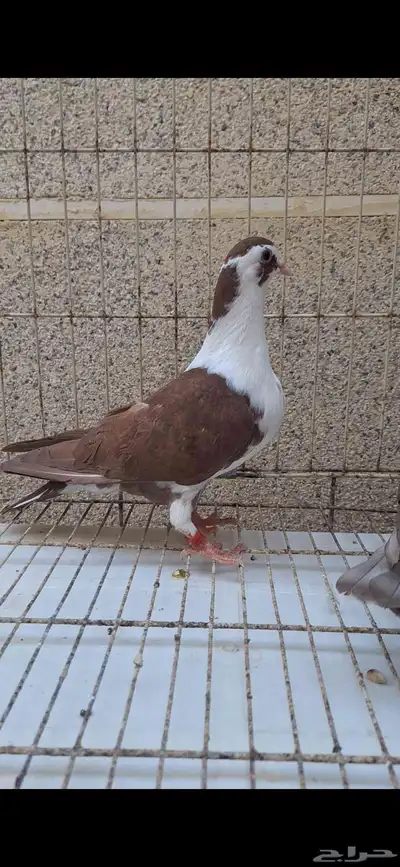 حمام لاهور ايراني 4
