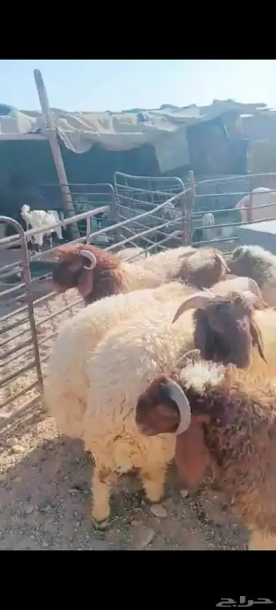 ذبيحتك لباب بيتك 0