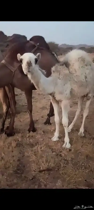 خمسة حشوان للبيع 3