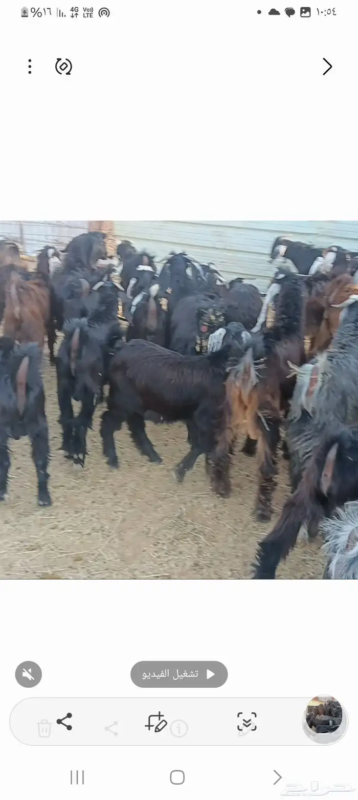 تيوس مندي فيها كبار ثلاجات الجفار قليل والعدد 35 4