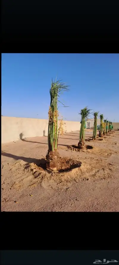 يوجد لدينا جميع انواع انخيل 1
