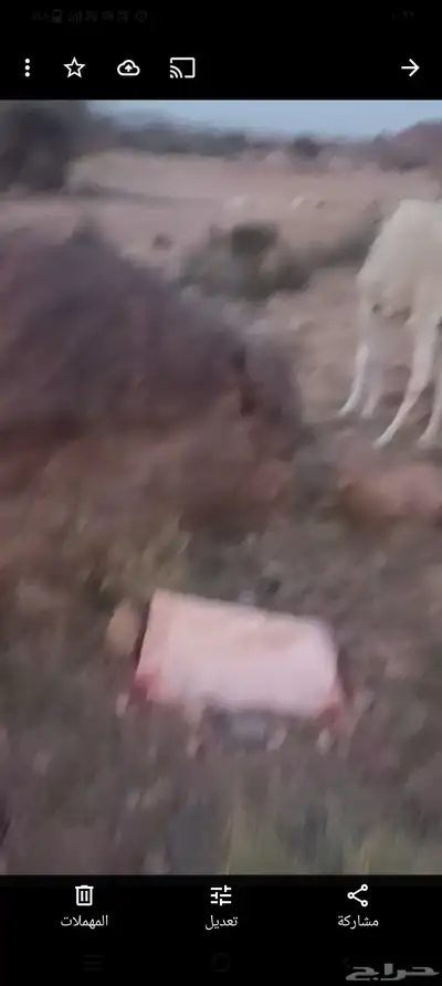 خمسة حشوان للبيع 2
