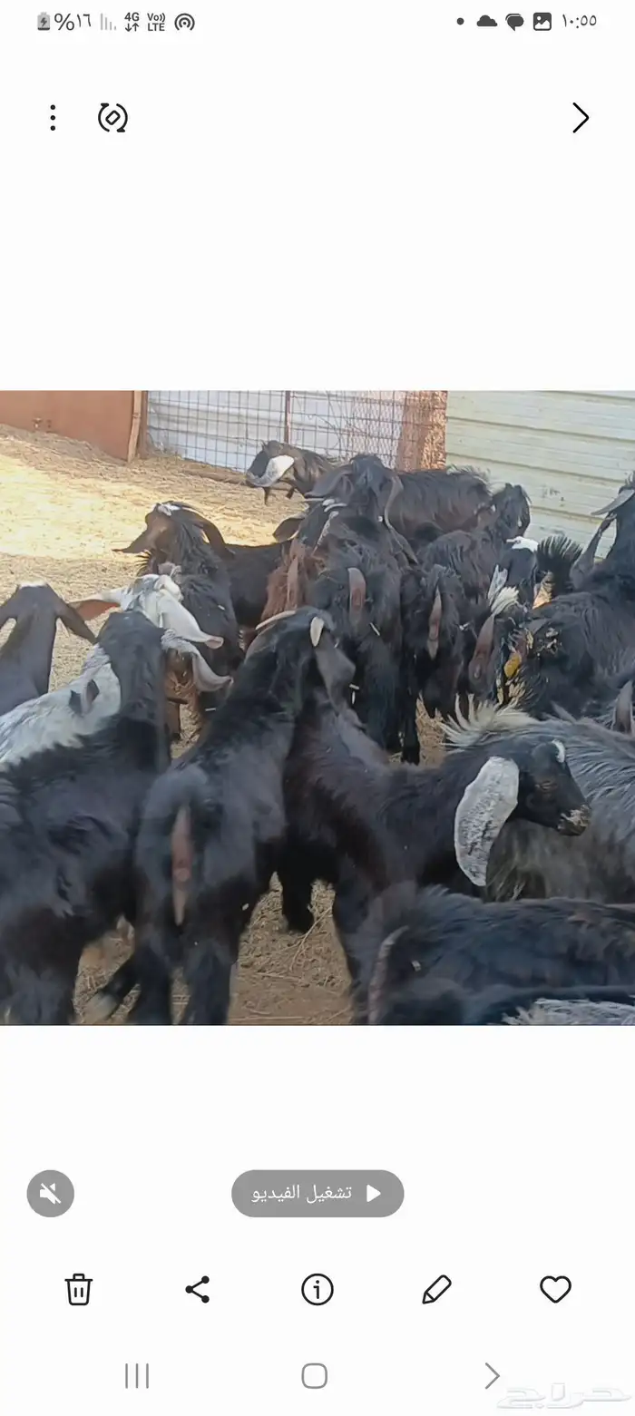 تيوس مندي فيها كبار ثلاجات الجفار قليل والعدد 35 0
