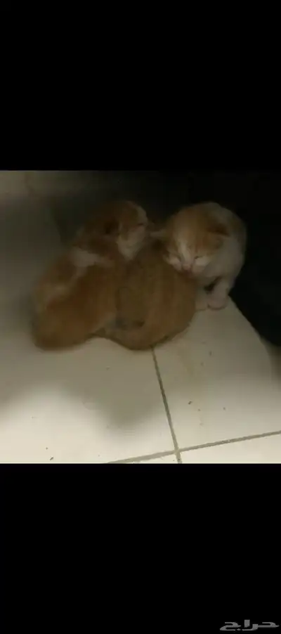 قطط لتبني 3