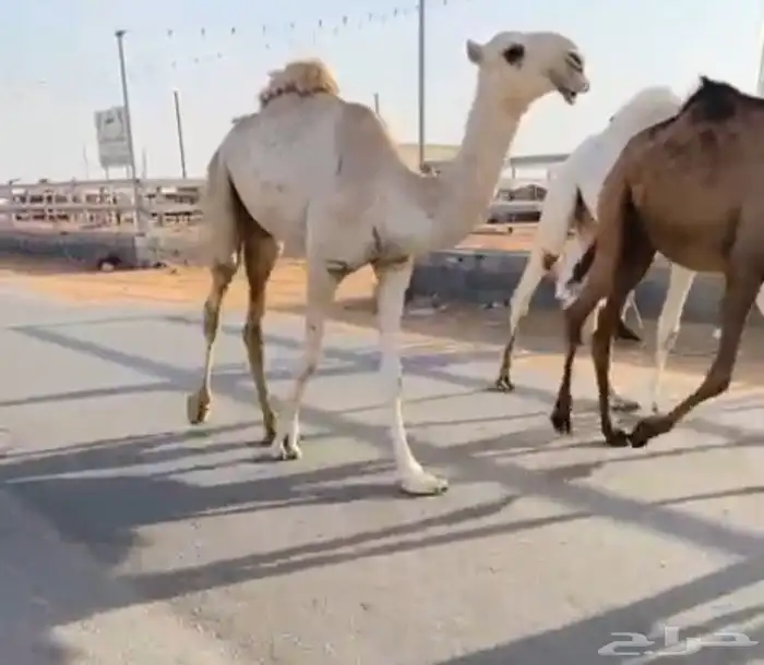 قعود حق سهيل لقي اشقح باتلي ابوه بعيرالجافلي 0