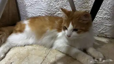 قطط لتبني 1