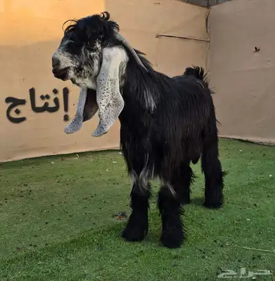 مشاريع وجفار عوارض صنف نوادر 5