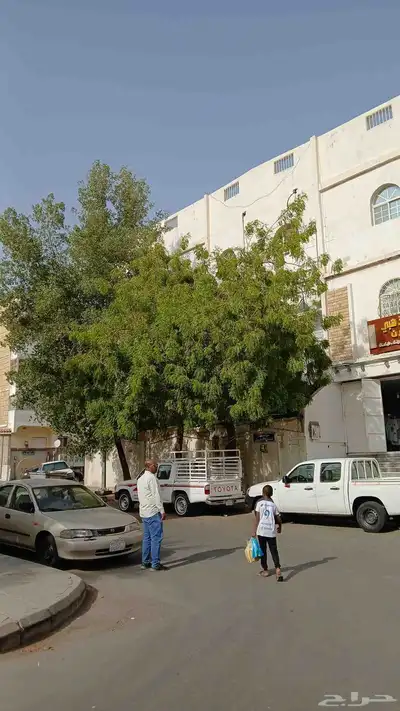 معلم قص اشجار وزراعه الاشجار وزراعه النخيل وتنظيف الحدائق وج 13