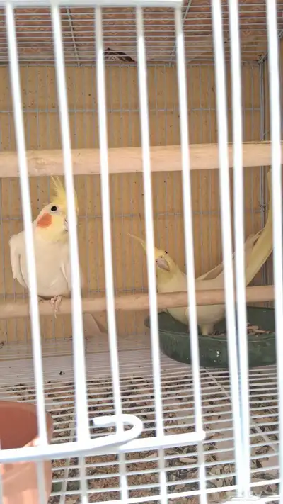 جوز كروان منتج واحتمال يبيض 6