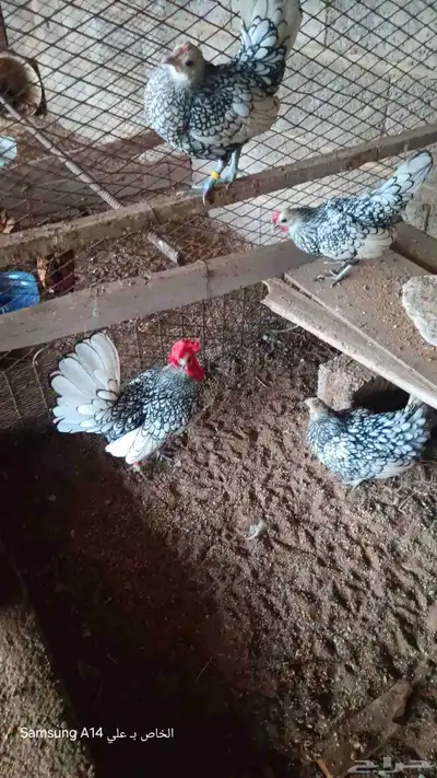 دجاج سبرايت شبابي 4