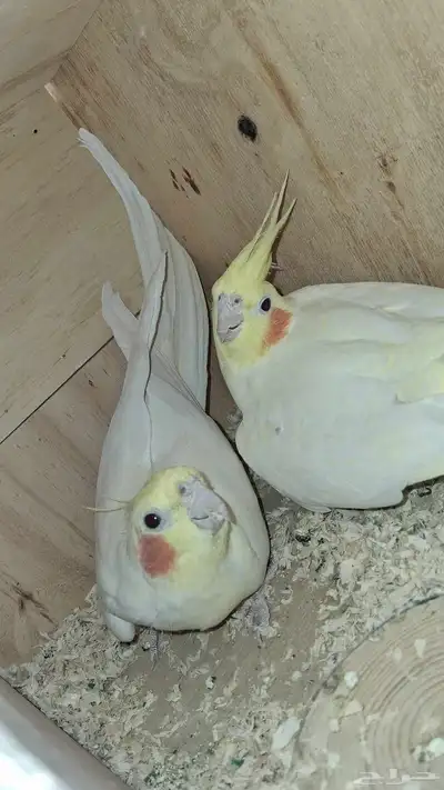 جوز كروان منتج واحتمال يبيض 4