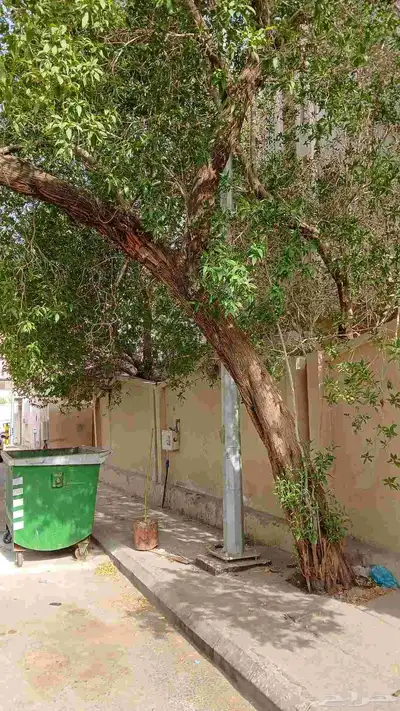 معلم قص اشجار وزراعه الاشجار وزراعه النخيل وتنظيف الحدائق وج 5