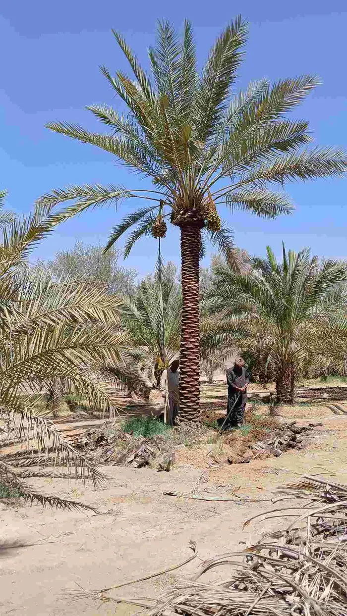 نخل للبيع زينه واشنطني وعربي مثمر 6