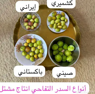 شتلات سدر مطعم مضمون كل الأنواع متوفره 3