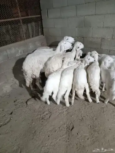 4 من الغنم تحتها 8 ذبايح وشرررط كلها 4
