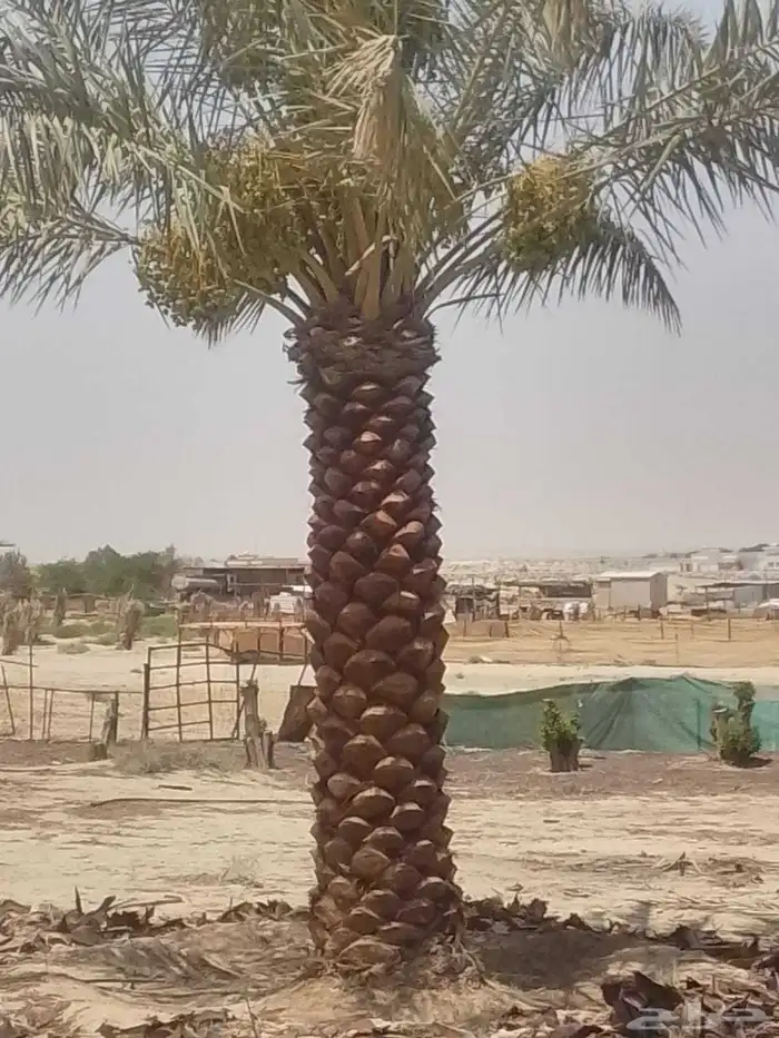 نخل للبيع زينه واشنطني وعربي مثمر 7
