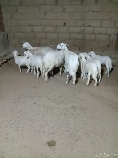 4 من الغنم تحتها 8 ذبايح وشرررط كلها 2