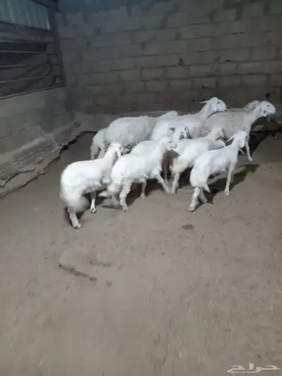 4 من الغنم تحتها 8 ذبايح وشرررط كلها 1