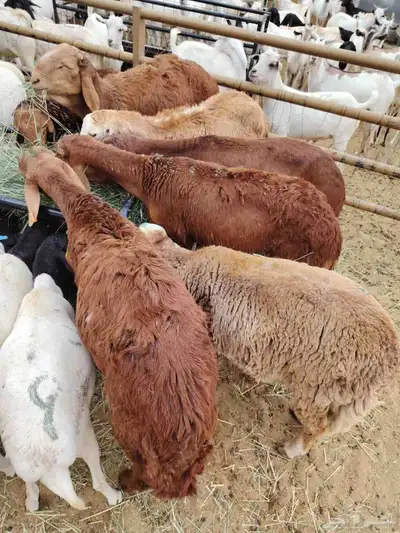 أقوى عرض على التيوس والبرابر والسواكني في خميس مشيط 2
