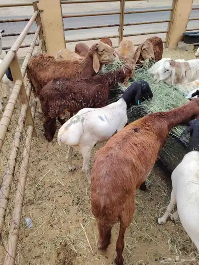 أقوى عرض على التيوس والبرابر والسواكني في خميس مشيط 3