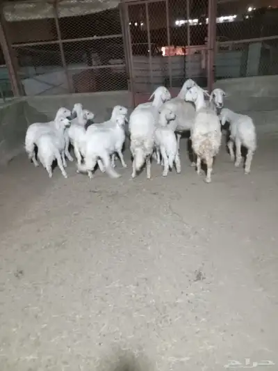 4 من الغنم تحتها 8 ذبايح وشرررط كلها 0