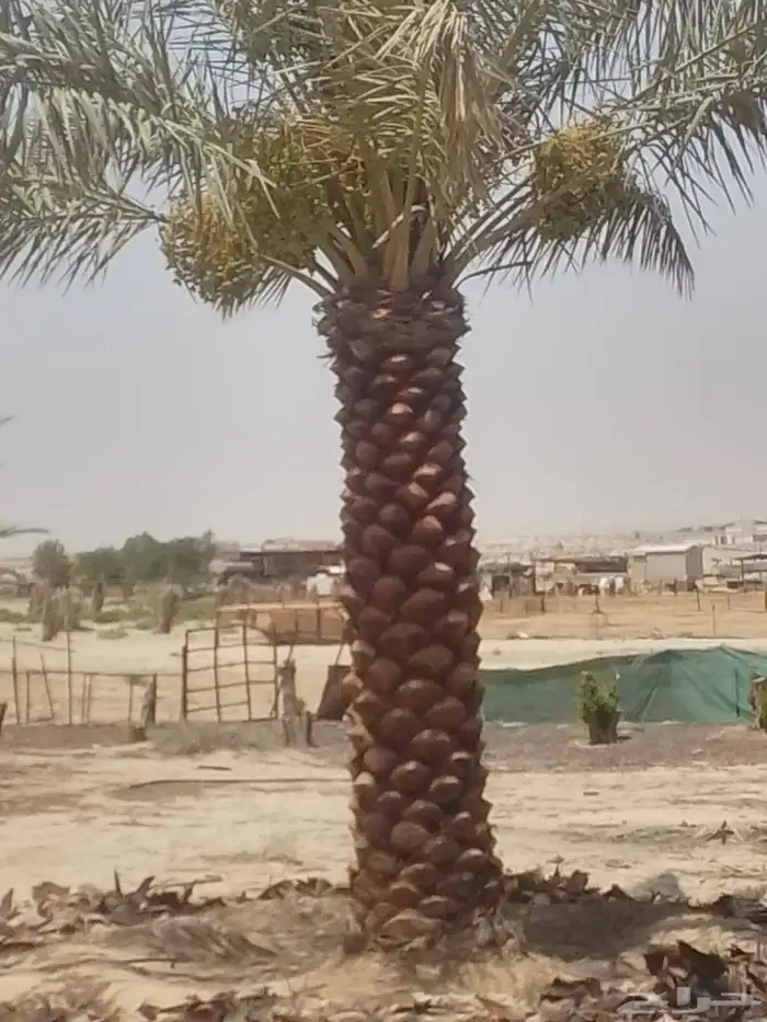 نخل للبيع زينه واشنطني وعربي مثمر 8