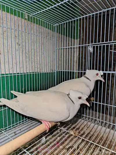 جوزه ياكريم دبل كرست صدفي 1