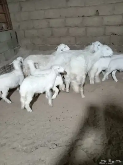 4 من الغنم تحتها 8 ذبايح وشرررط كلها 3