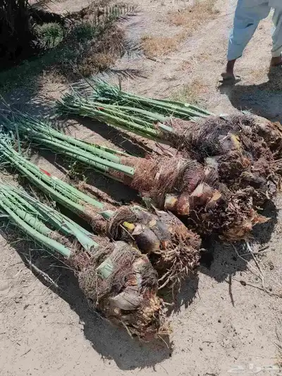 خلاص عجوه صقعي برحي حلوه مكتومي برني صفاوى غر شيش 1