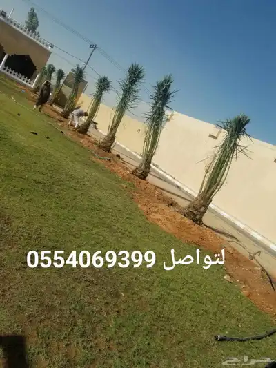 خلاص عجوه صقعي برحي حلوه مكتومي برني صفاوى غر شيش 9