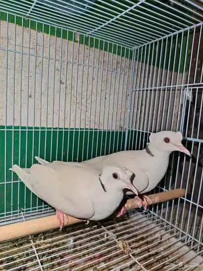 جوزه ياكريم دبل كرست صدفي 0