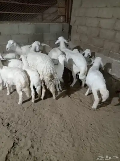 4 من الغنم تحتها 8 ذبايح وشرررط كلها 5