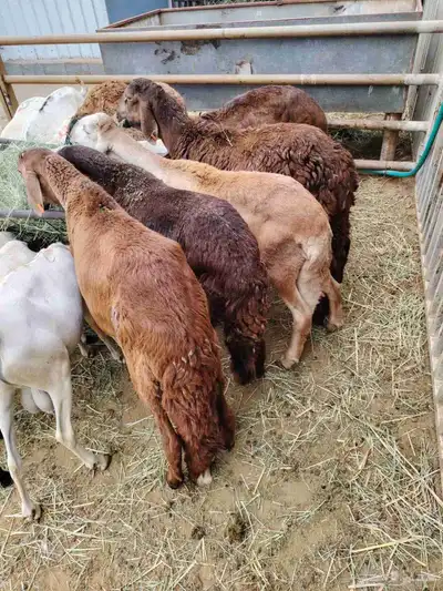 أقوى عرض على التيوس والبرابر والسواكني في خميس مشيط 1