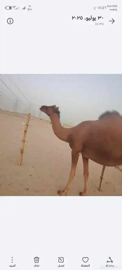ناقه ساحلي كفوو حمره من نواد السواحل 0