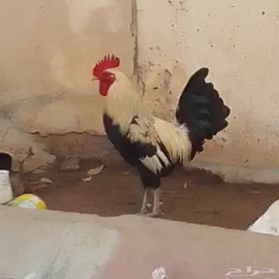 ديك فحل اللون مميز 0