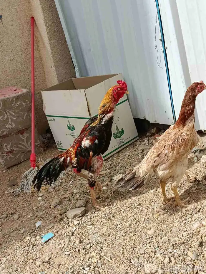 شامو ياباني 2